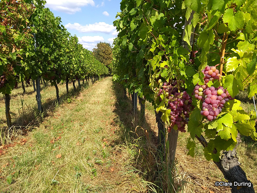 Vineyards in Britzingen