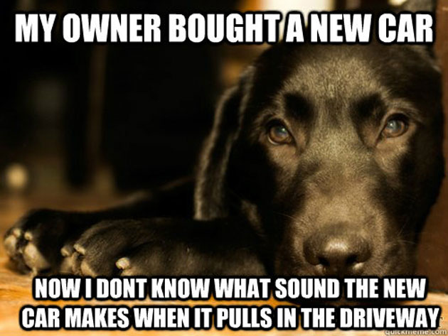 dog wrong car sound