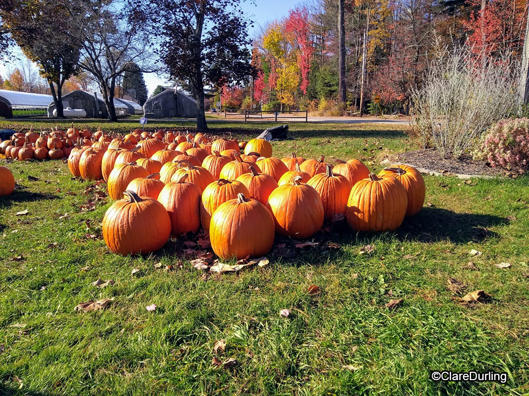 Sherman Farm Conway NH Pumpkin patch